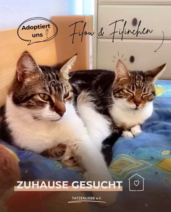 Filou & Filinchen - europaeische-hauskatze zur Adoption