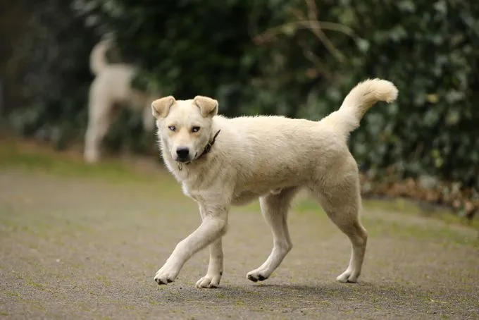 Dog from shelter, Tommy | Weiß Mischling Male