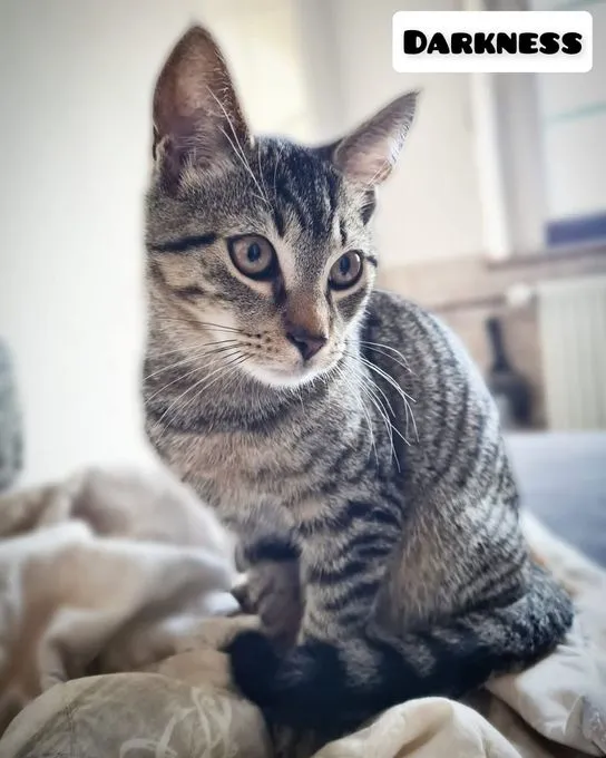 Cat from shelter, Darknes | Getigert Ekh Male