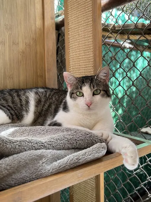 Heidi - ekh zur Adoption