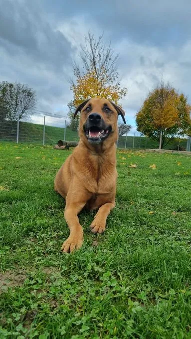 Dog from shelter, Rusty | Braun Schäferhund Rottweiler Mix Male