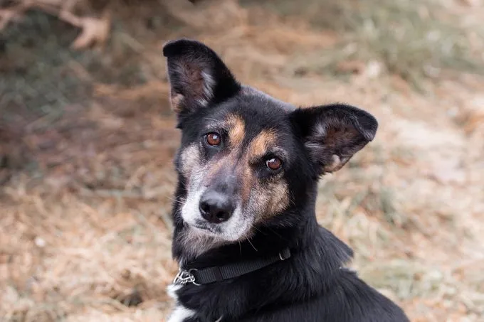 Madera - Schäfi-Mix zur Adoption