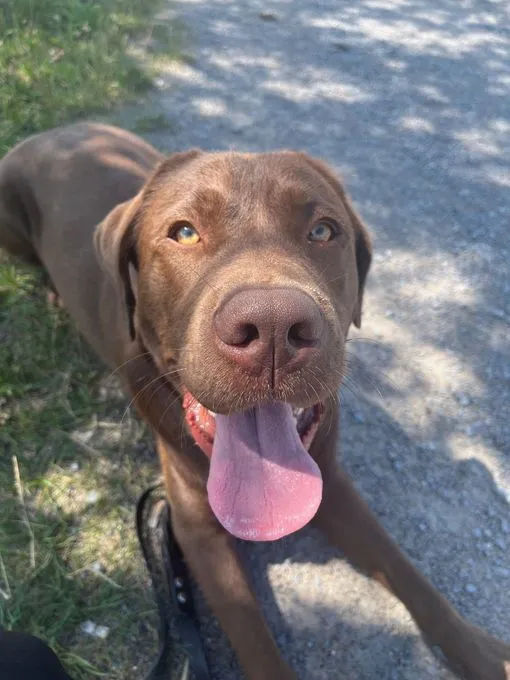 Dog from shelter, Torben | Braun Labrador Retriever Male