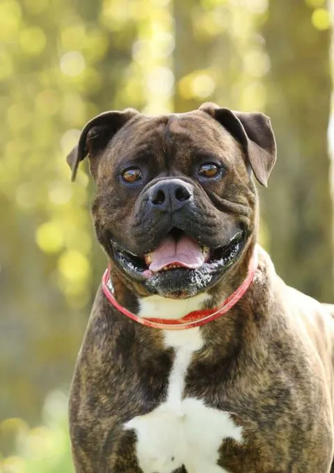 Radjah - Bullmastiff-Mix zur Adoption