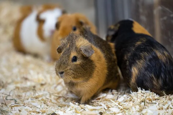 Meerschweinchen - Meerschweinchen zur Adoption