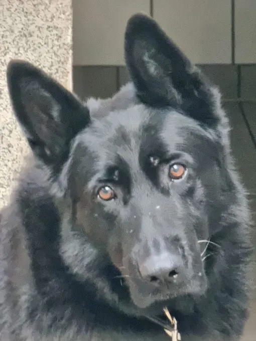 H23-095 Prinz - Schäferhund zur Adoption