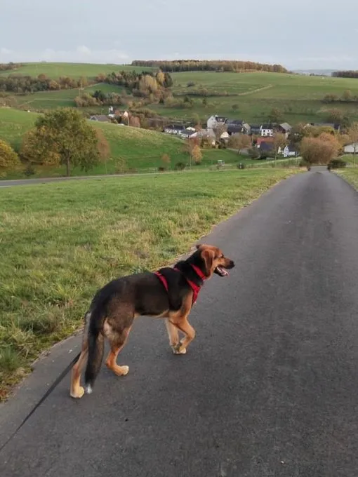 Dog from shelter, Vermittlungshilfe Mailo | Mailo Male