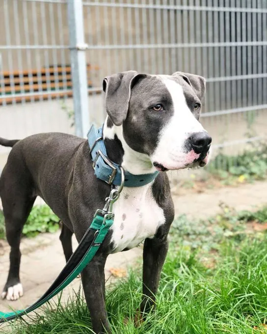 Dog from shelter, Paco | Staffordshire Mix Male