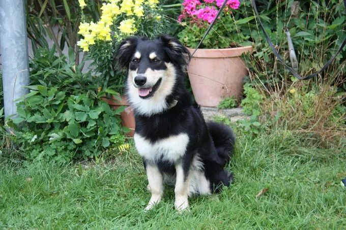 Dog from shelter, Bibo | Mischling Male