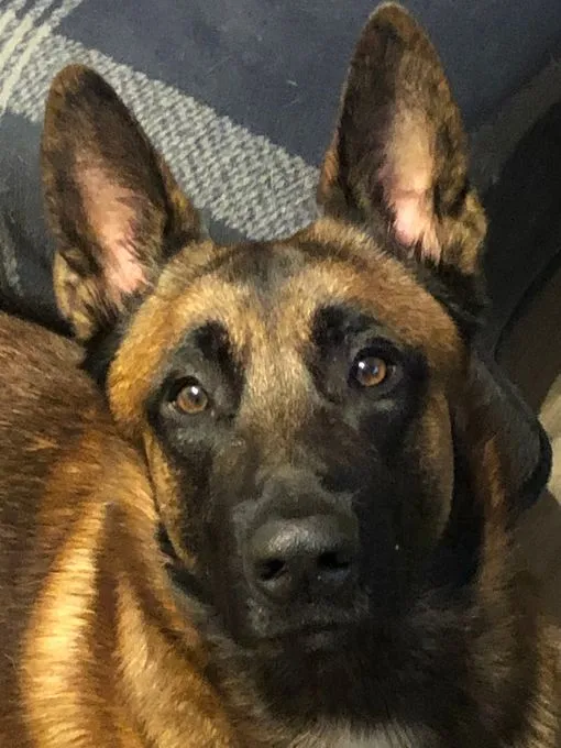 Hund aus Tierheim, Rambo | Braun Malinois Männlich