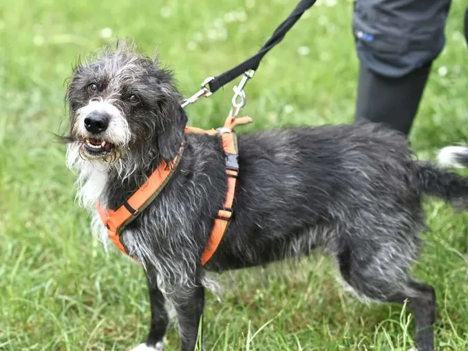 Dog from shelter, Lady | Terrier Mix Female