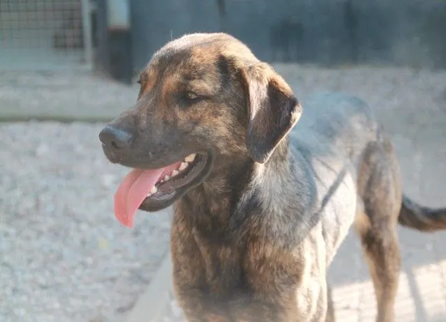 Dog from shelter, Joey | Dunkelbraun Braun Mischling Male