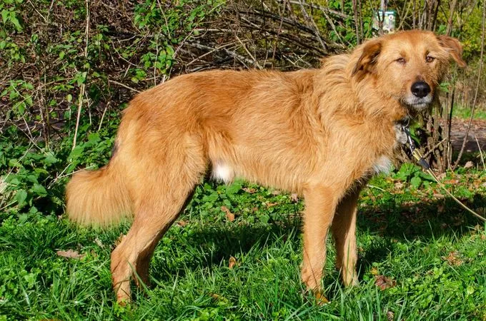 Dog from shelter, Malo | Blond Mischling Male