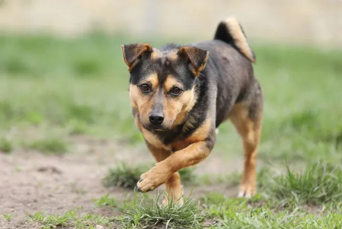 Hund aus Tierheim, Knolle | Terrier Mix Männlich