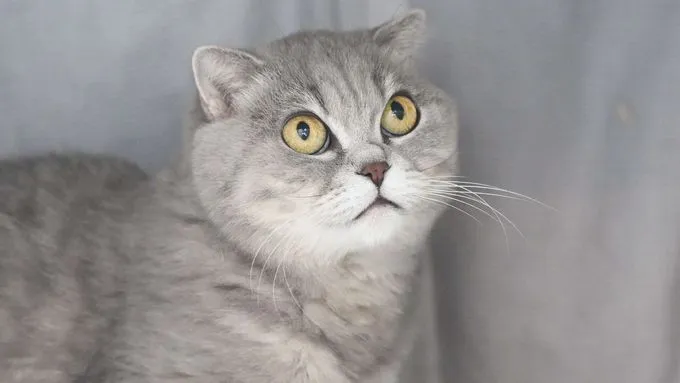 Majka - scottish-fold zur Adoption
