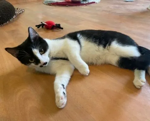 Cat from shelter, Kim Sascha | Male