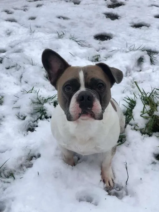 Dog from shelter, Brutus | Französische Bulldogge Male
