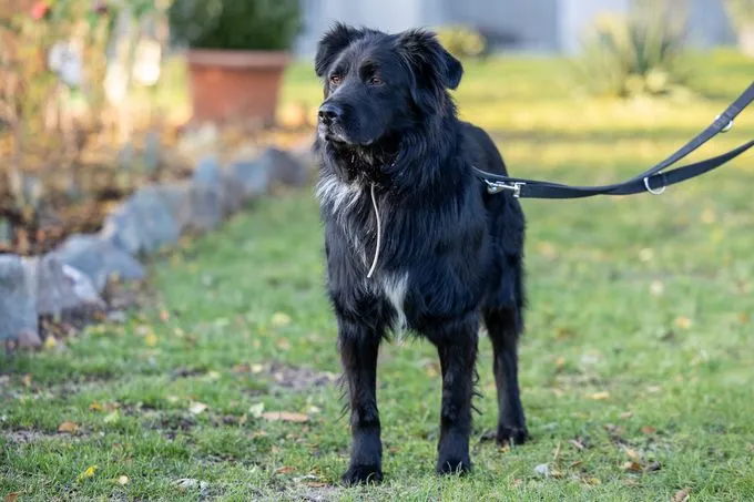 Dog from shelter, Schorle | Schwarz Weiß Mischling Male