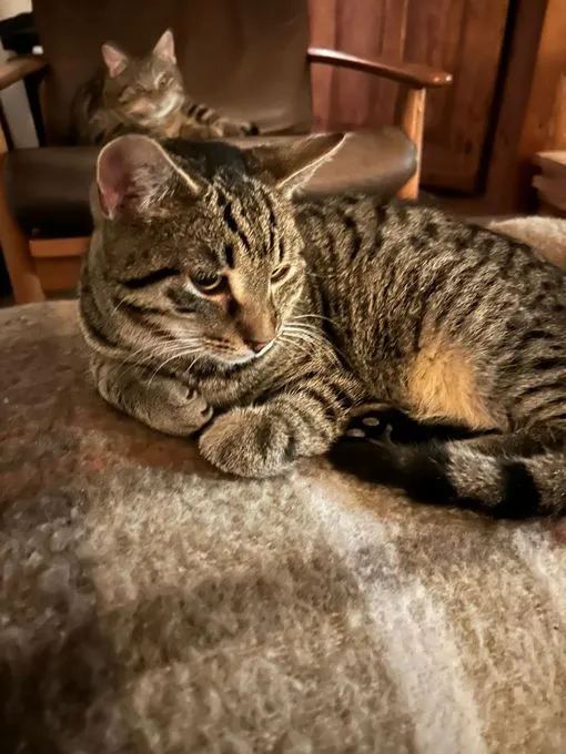 leo - ehk zur Adoption