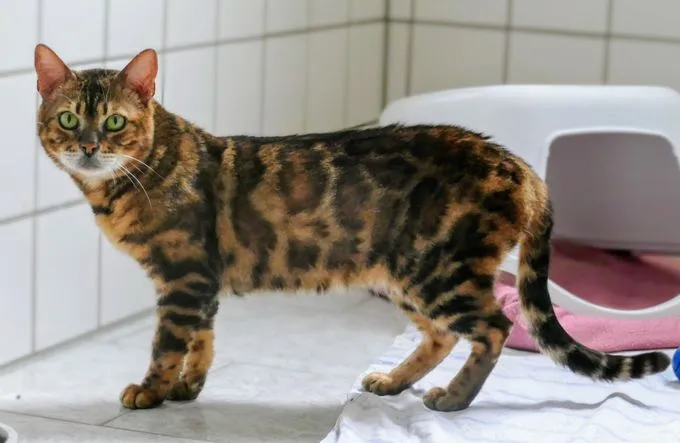 Katze aus Tierheim, Bengal | Braun Schwarz Bengal Männlich