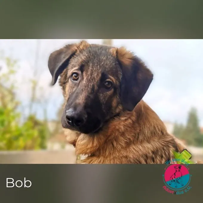 Bob  - Leonberger/DSH Mix zur Adoption