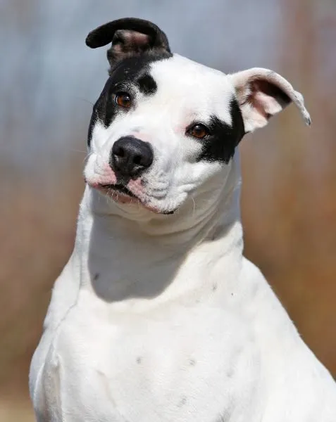 Diva - Staffordshire-Mix zur Adoption