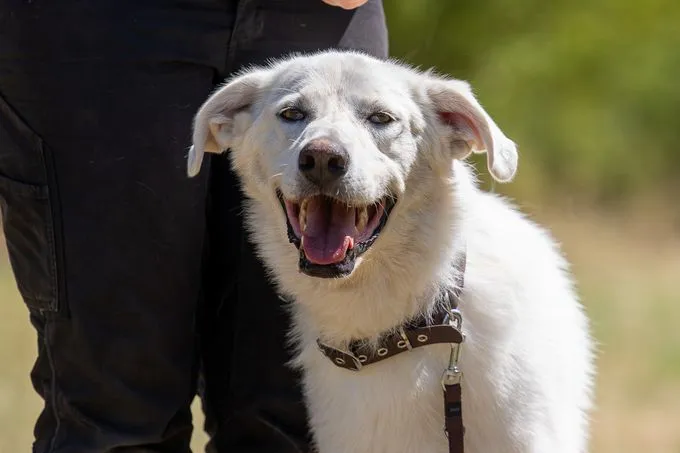 Dog from shelter, Arion | Weiß Arion Male