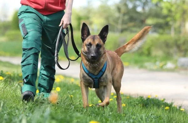 Dog from shelter, Joker | Malinois Male