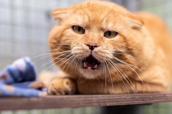 Cat from shelter, Sioux | Rotgetigert Ekh Scottisch Fold Mix Male