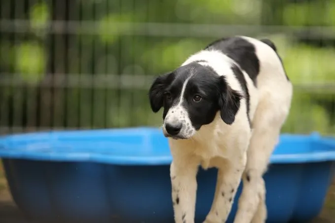 Dog from shelter, Cleo | Schwarz Weiß Mischling Female
