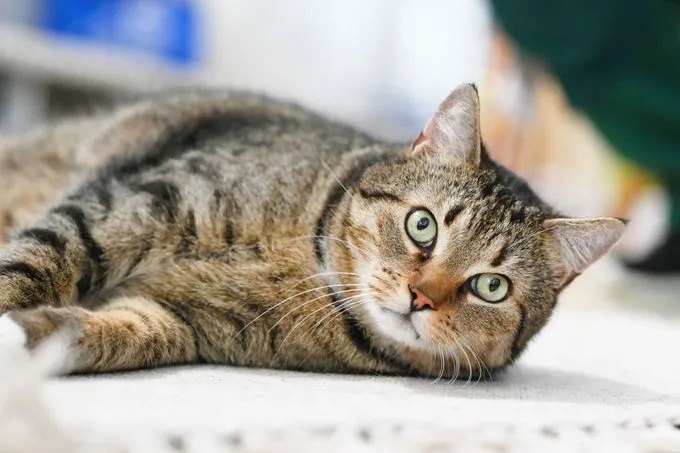 Cat from shelter, Leon | Ekh Female