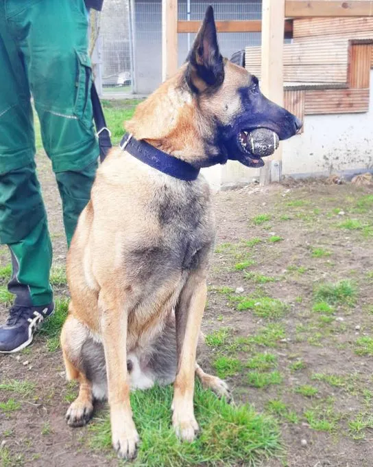 Dog from shelter, Nacho | Belgischer Schäferhund Female
