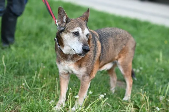 Dog from shelter, Dieter | Schäferhund Mix Female