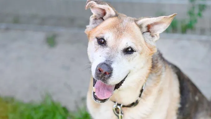 Mira - schaeferhund-mix zur Adoption