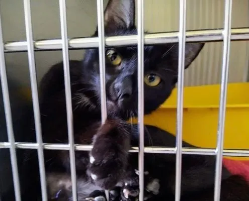 Katze aus Tierheim, Trixie | Weiblich