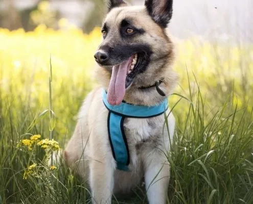 Dog from shelter, Aiko | Dsh Mix Male