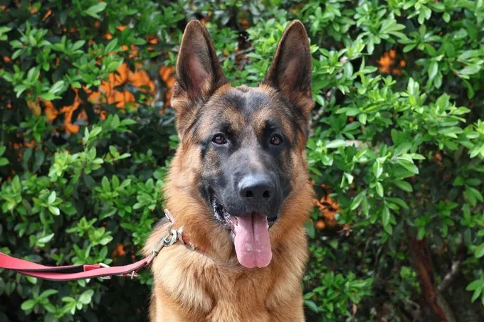 Roy von der Tanzdiele - deutscher-schaeferhund zur Adoption