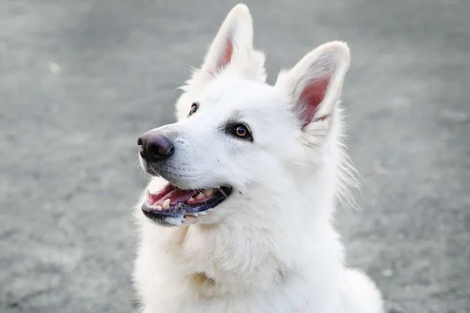Dog from shelter, Sirius | Berger Blanc Suisse Male