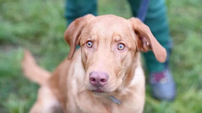 Dog from shelter, Happy | Labrador Mix Male