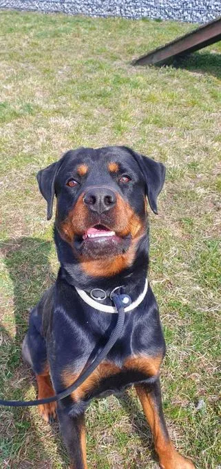 Dog from shelter, Günni | Rottweiler Male