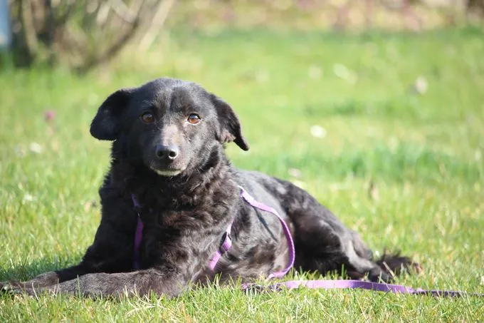 Nika - Mix zur Adoption