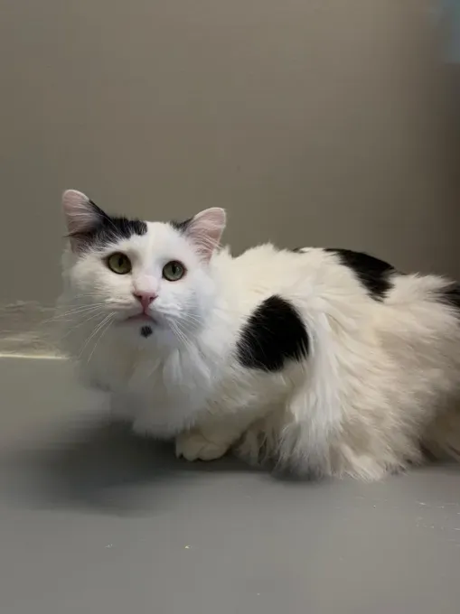 Diego & Flecki - mischlingskatze zur Adoption