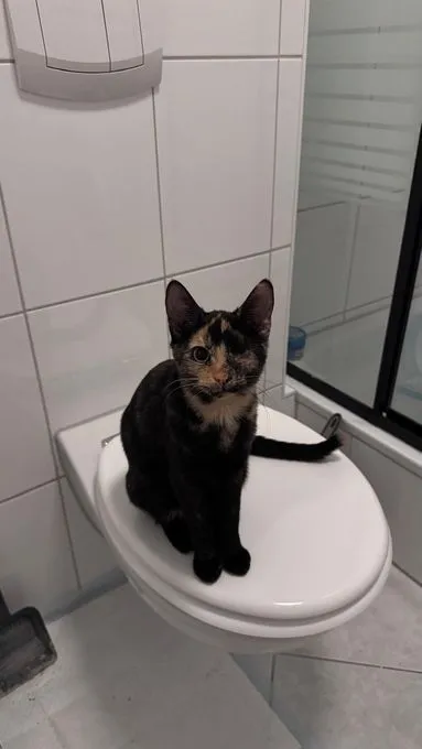 Lola - mischlingskatze zur Adoption
