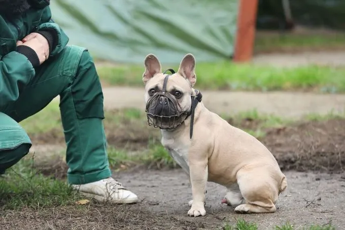 Dog from shelter, Cody | Französische Bulldoge Male