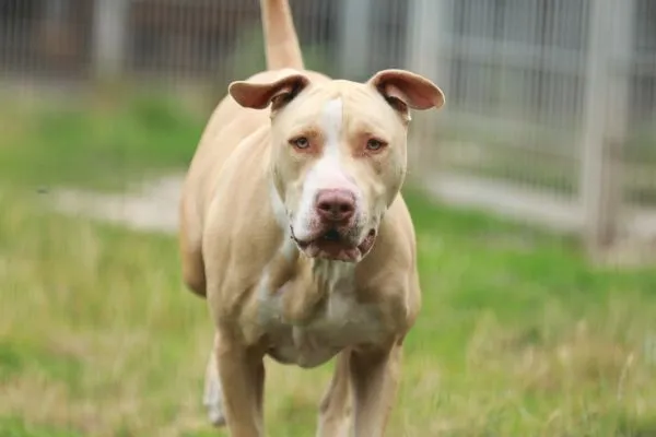 Dog from shelter, Donnie | Staffordshire Mix Male