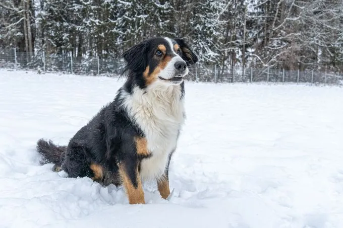 Dog from shelter, Willi | Schwarz Braun Weiß Mischling Male