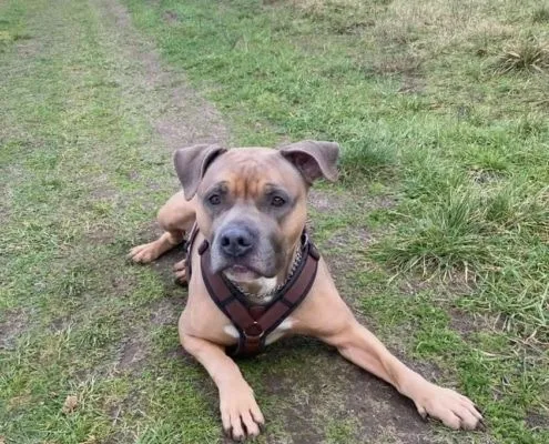 Dog from shelter, Shadow | Staffordshire Mix Male