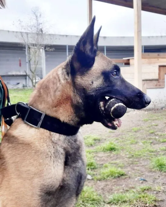 Dog from shelter, Nacho | Belgischer Schäferhund Female