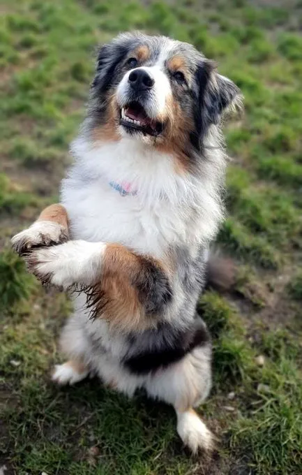 Dog from shelter, Torben | Australian Shepherd Male