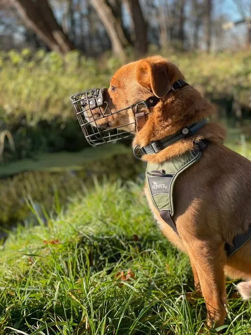 Dog from shelter, Woody | Beige Weiß Mischling Male